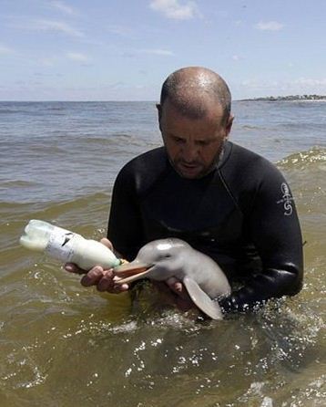 dolphin