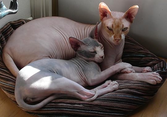 MINOLTA DIGITAL CAMERA