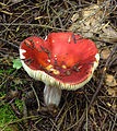 mushroom