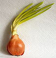 onion
