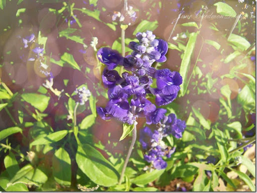 Mealy_Sage_Bokeh