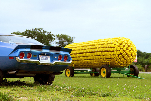 Loki in the Corn