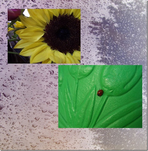 Water_Collection