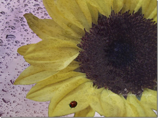 Sunflower_Ladybug