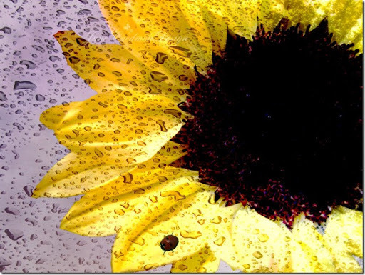 Sunflower_Vivid