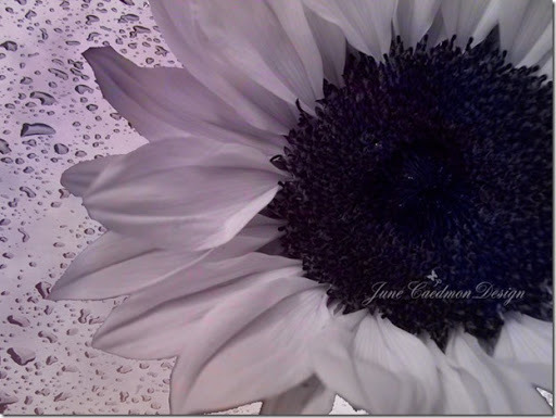Sunflower_BW
