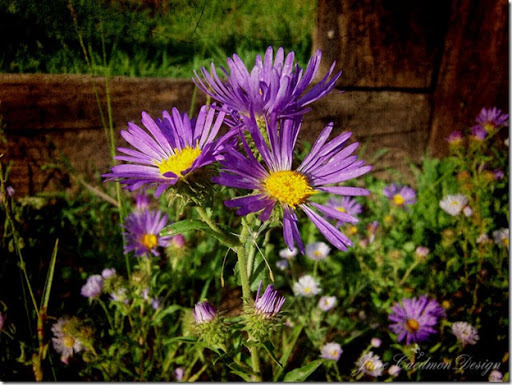 Asters_RedRiver