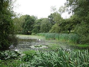 English: Pond at Pope's Meadow Pope's Meadow i...