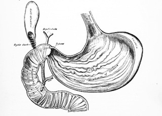 gallbladder