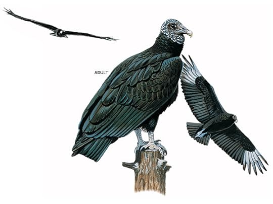 vulture best