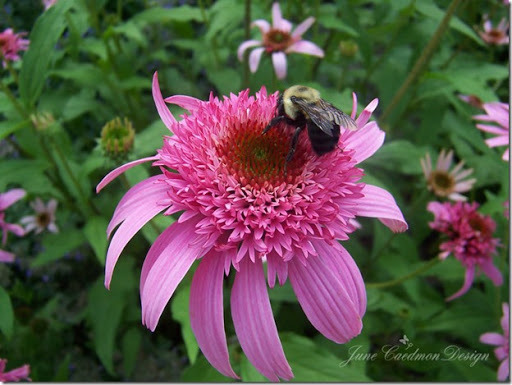 Bee_SOOC