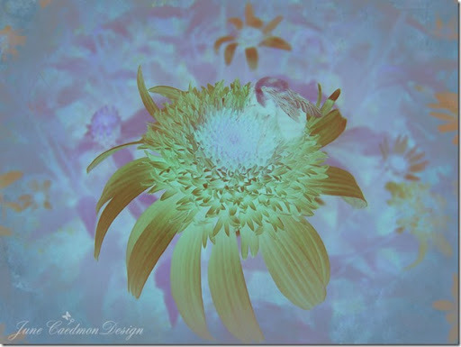 Bee_Clarity