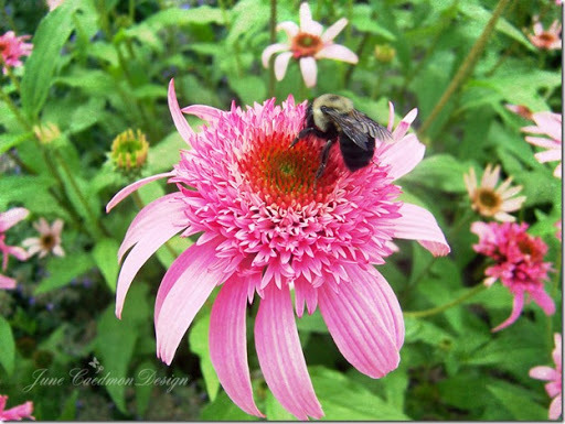 Bee_Chase