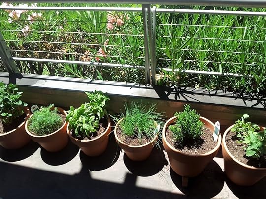 My new herb garden