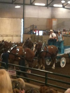 draft horse team