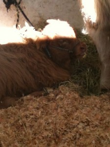 Highland calf