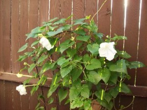 moonflower vine
