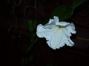 moonflower