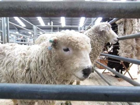 DartmoorGreyface_3336