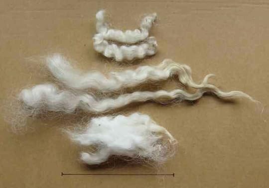 BorderLeicester_4277_2-sm