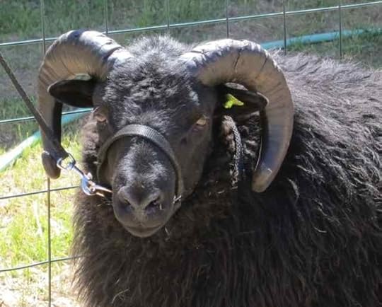 Ram_0495 - Version 2