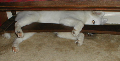 OLYMPUS DIGITAL CAMERA