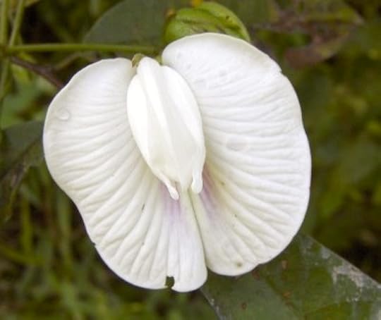 CLITORIS! flower Girl Boner