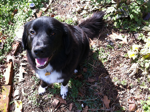 The birthday boy goes digging in the garden