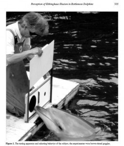 Dolphin Ebbinghaus Illusion