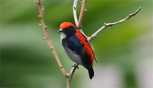 bird_watching_myanmar1