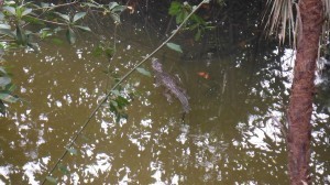 crocodile image