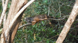 iguana picture