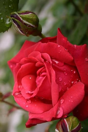 rose