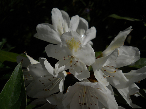rhododendron blossoms