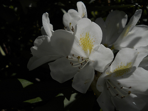 rhododendron blossoms