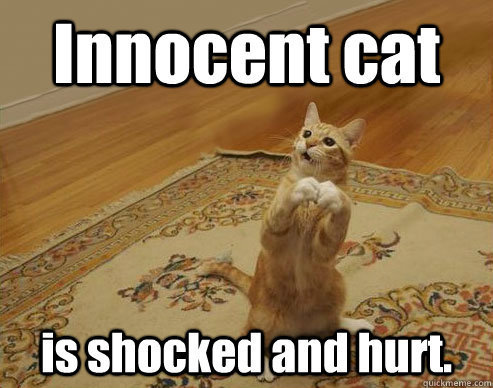 Innocent cat
