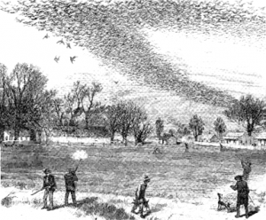 Should the Passenger Pigeon be brought back from Extinction?