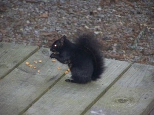 rsz_squirrel
