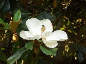 rsz_magnolia_bloom