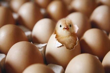 chickens-before-they-hatch