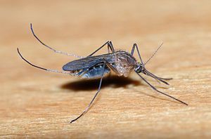 English: Female Culicine mosquito (cf. Culex sp.)