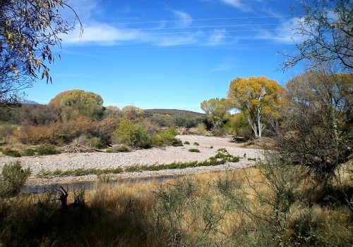 San Pedro River - Carol Cox
