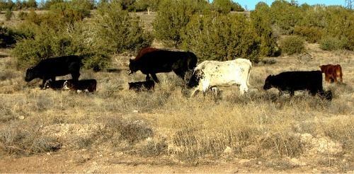 Open Range - Carol Cox