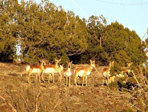 Home on the Range - Antelope - Carol Cox
