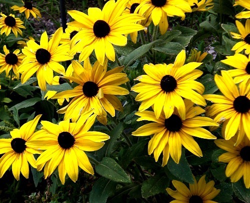 Home on the Range - Black-Eyed Susans - Carol Cox