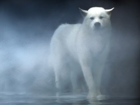 White Wolf Free Wallpaper