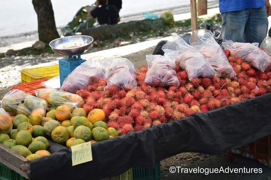 Titi Squirrel monkey picture