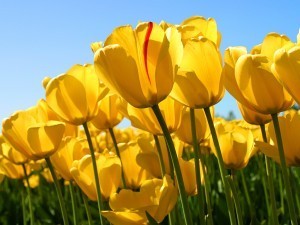 I have loads of tulips in our garden. We're also planting flowers at my kids' school. Do you have a garden?