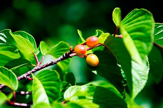 This has nothing to do with writing. Cherries from Sakura Trees on Kume Island in Japan. Good Luck!
