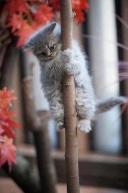 Hung and Hanged